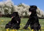 15 Lola&Kosta